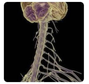 Medula espinal.jpg